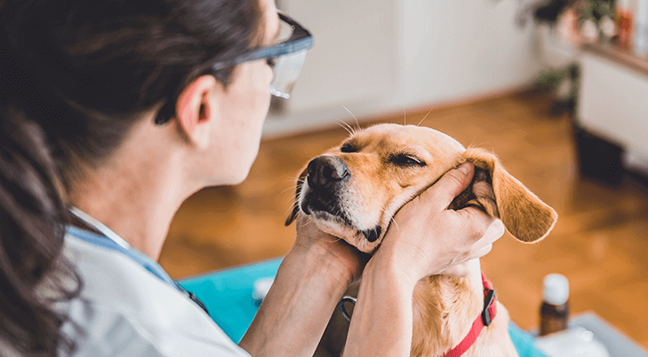 A dog getting his face rubbed after receiving parasite prevention services in Coloma, MI