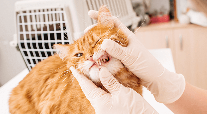 A cat with their tooth exposed receiving a veterinary dental exam and cleaning in Coloma