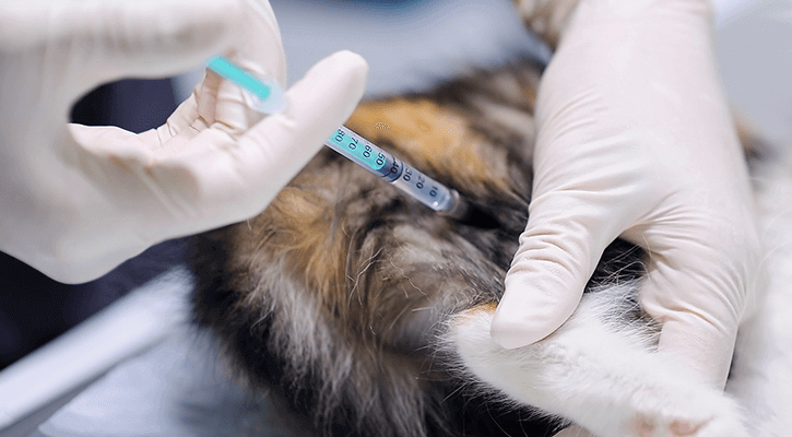 A cat receiving a pet vaccination in Coloma