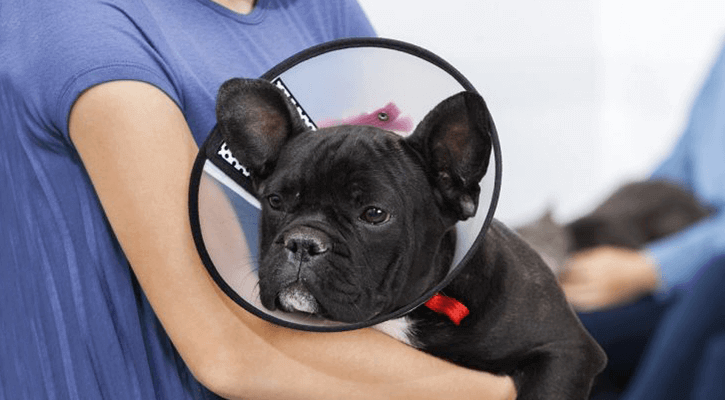 A dog with a cone on their head being held by a person after being spayed or neutered in Coloma