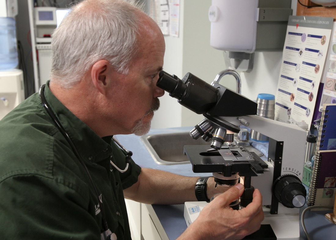 Microscope with Veterinarian Doctor