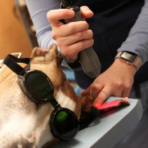 A dog with goggles on receiving laser therapy for pets in Coloma