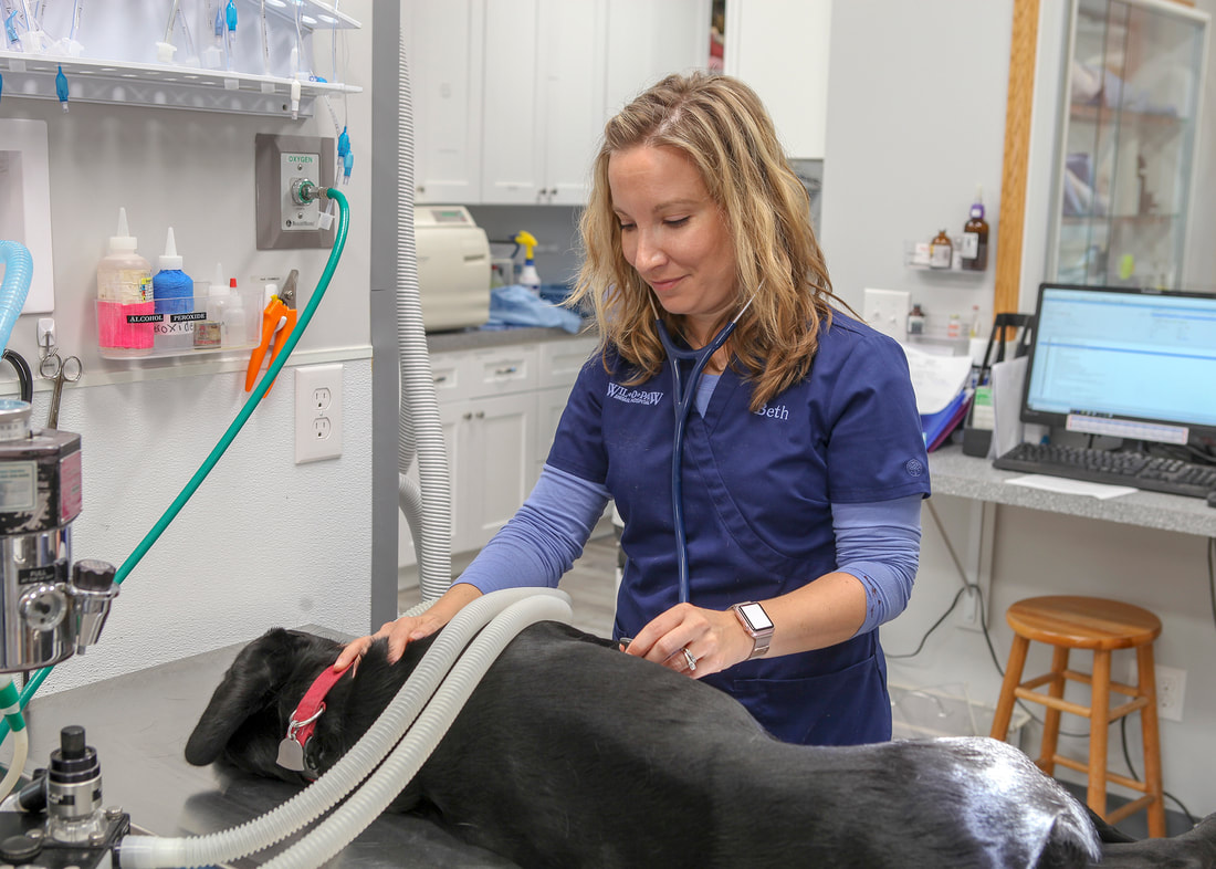 A veterinarian with a dog on a surgery table being prepped for veterinary surgery in Coloma