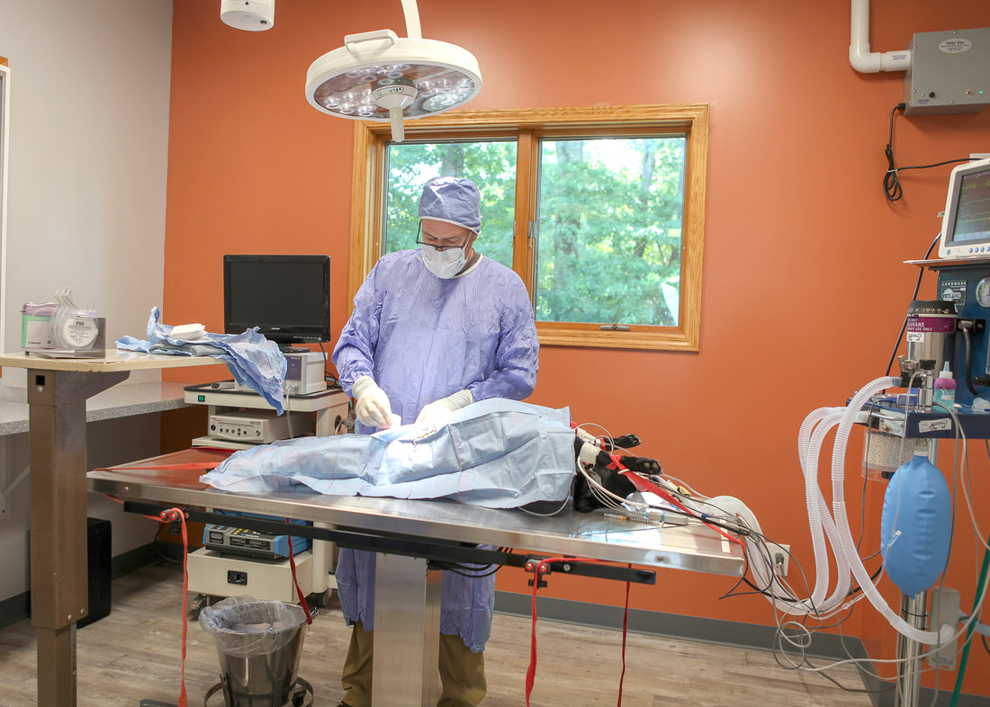Veterinarian performing Surgery