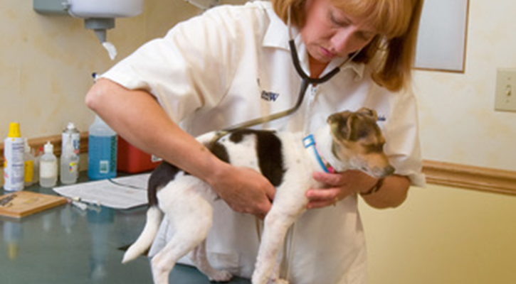 A small dog being examined by a veterinary at his annual pet wellness exam and checkup