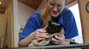 A wet, black cat being bundled up in a black after receiving pet grooming services in Coloma