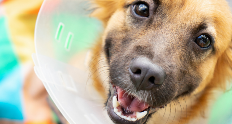 Non-invasive Laparoscopic spaying in Coloma, MI A dog with a cone on her head recovering from non-invasive laparoscopic spaying in Coloma