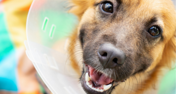 A dog with a cone on her head recovering from non-invasive laparoscopic spaying in Coloma